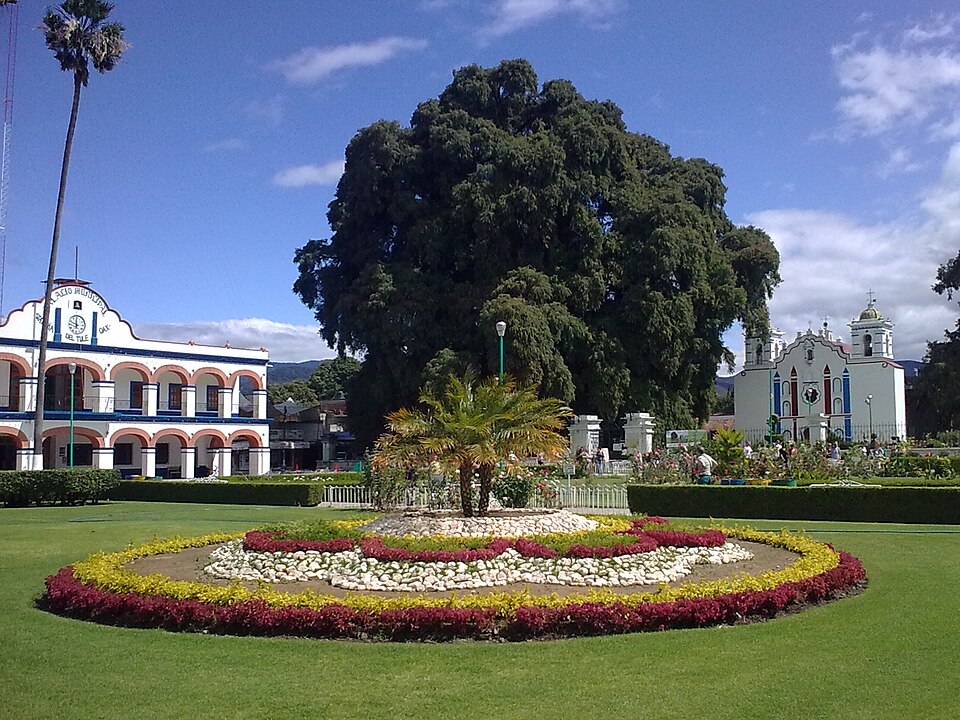 Árbol del Tule, Oaxaca